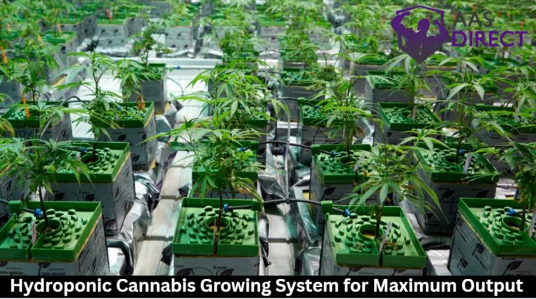 Hydroponic Cannabis Growing System 768x429 1