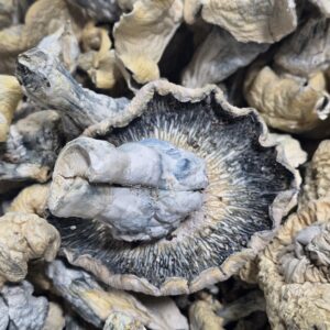 magic mushroomsm – raw fruit body – 1oz